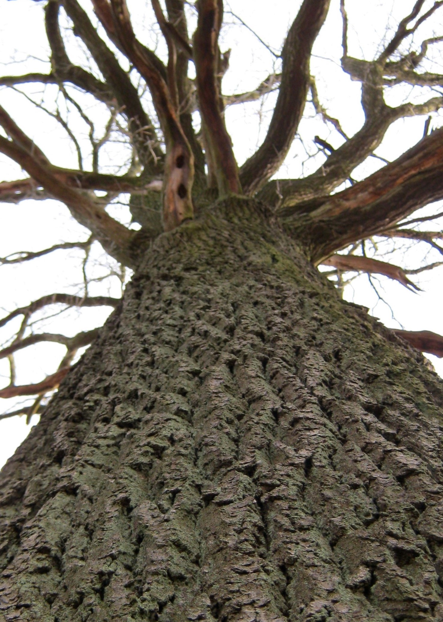 Großer, alter Baum in upside-down-Ansicht