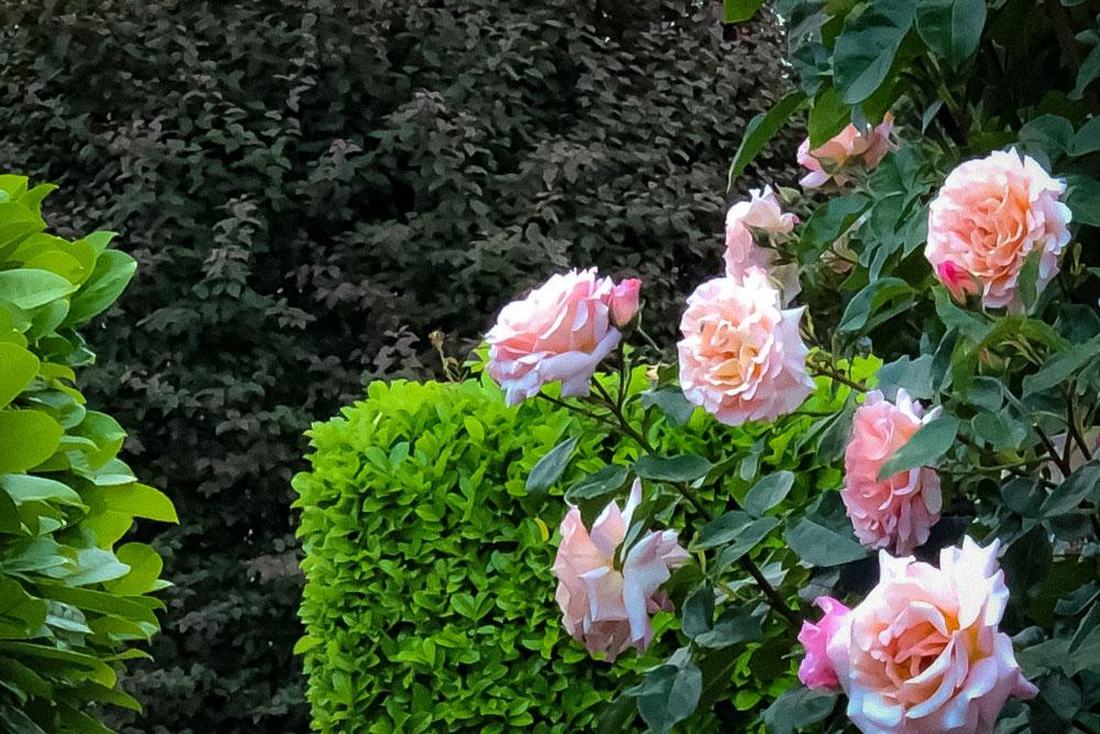 Romantische Rosen neben sorgfältig geschnittenem Buchsbaum