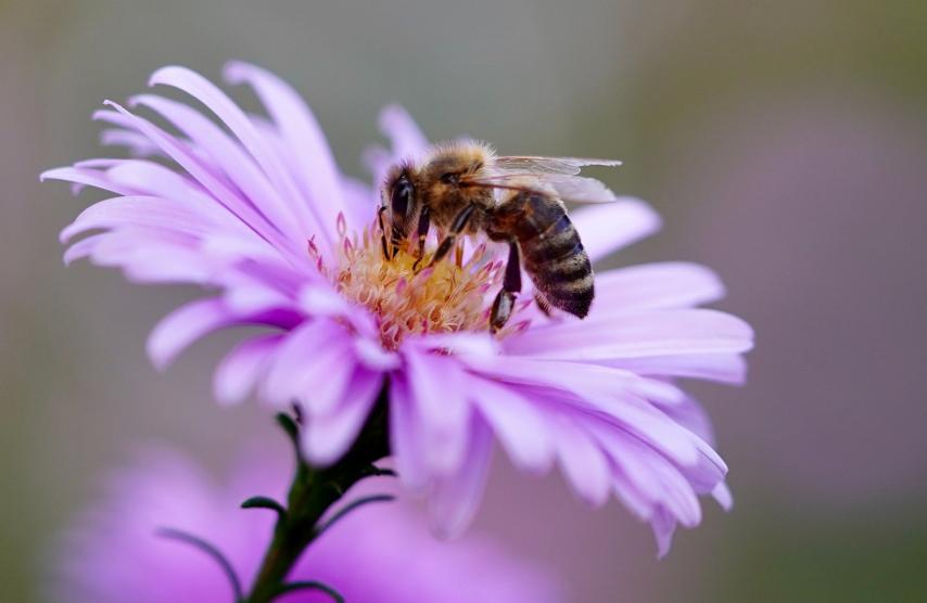 Biene beim bestäuben einer Pflanze